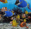 3D Fish School Screensaver 4.91