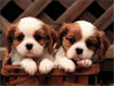 Puppies Free Screensaver