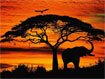 Elephants Free Screensaver