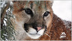 Cougar Mountain Zoo theme