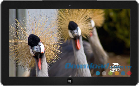 Cougar Mountain Zoo theme