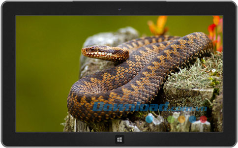Snakes theme