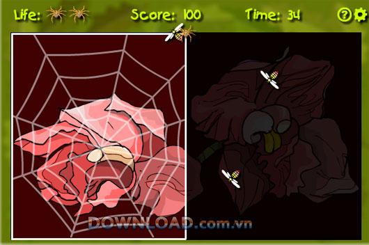Spider Web