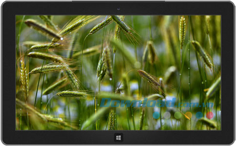 Swedish Summer theme