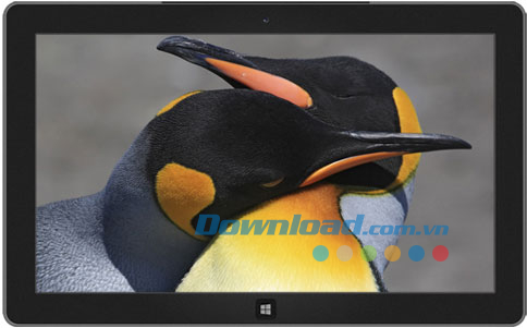Animal Affection theme