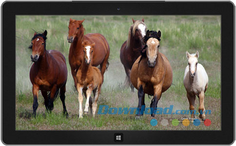 Mustangs theme