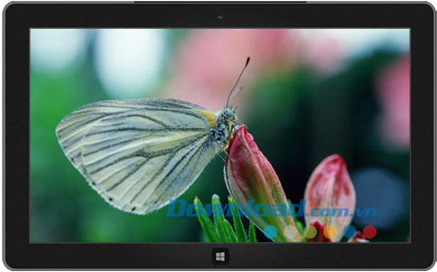 Butterflies theme