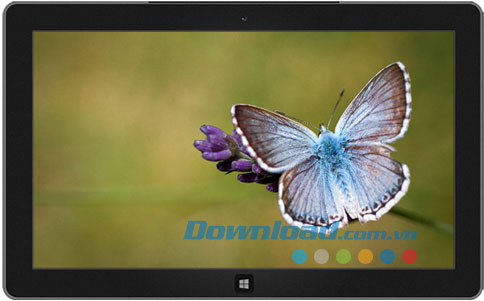 Butterflies theme