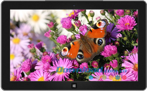 Butterflies theme