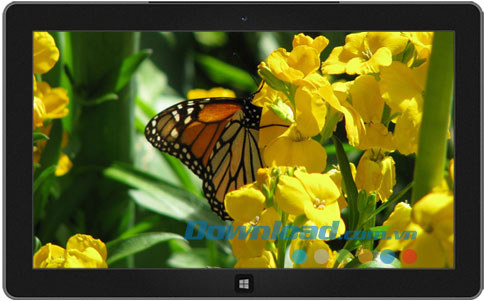 Butterflies theme