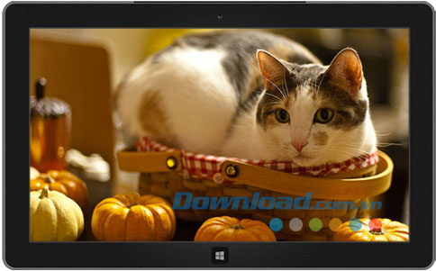 Cats Anytime theme