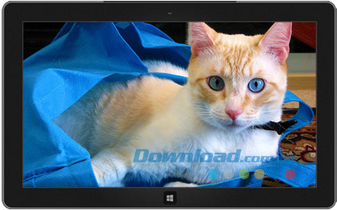 Cats Anytime theme