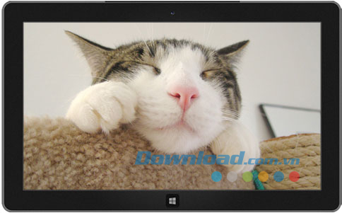 Cats Anytime theme