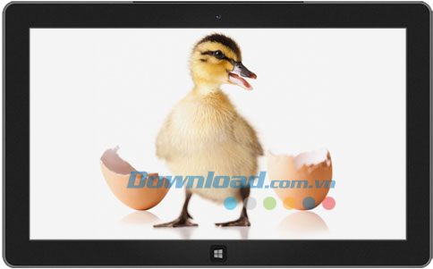 Ducklings theme