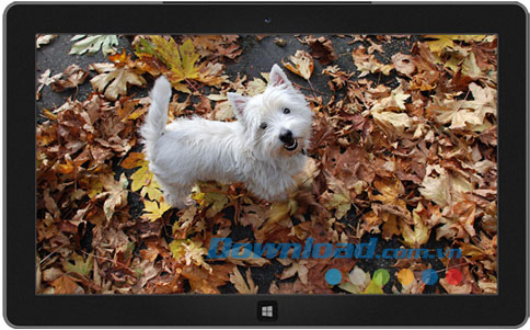 Dogs in Winter theme