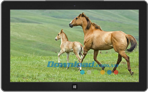 Horses theme