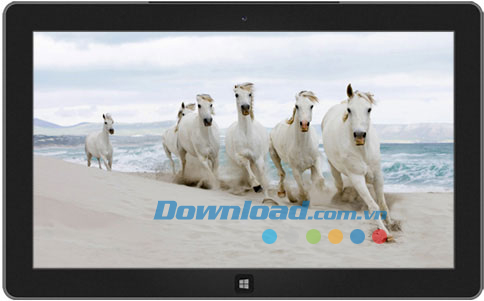 Horses theme
