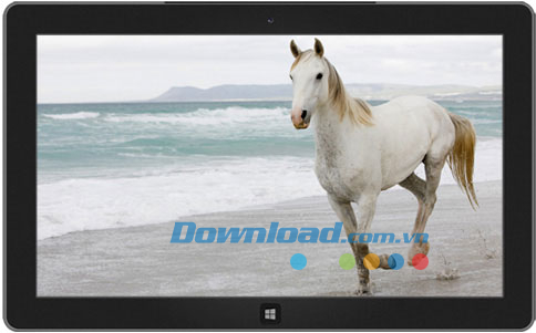 Horses theme
