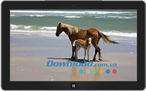 Horses theme