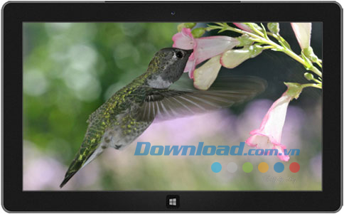 Hummingbirds theme
