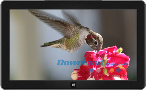 Hummingbirds theme