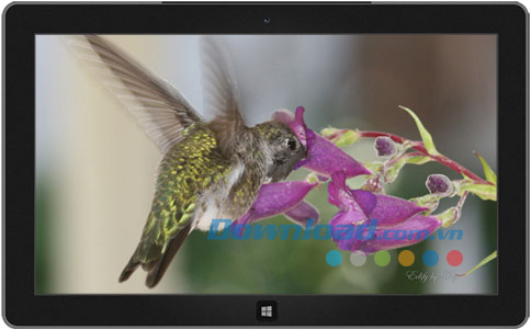 Hummingbirds theme