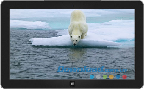 Polar Bears theme