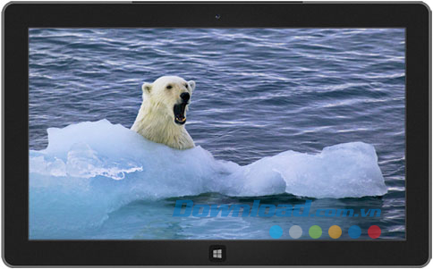 Polar Bears theme
