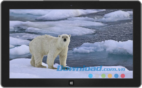 Polar Bears theme