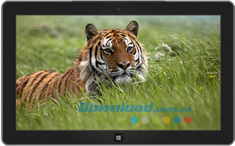 Tigers theme