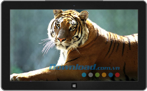 Tigers theme