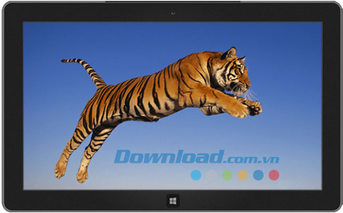 Tigers theme