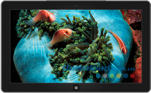 Tropical Fish theme