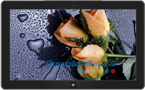 Roses theme