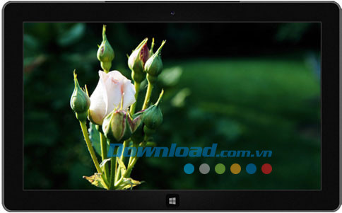 Roses theme