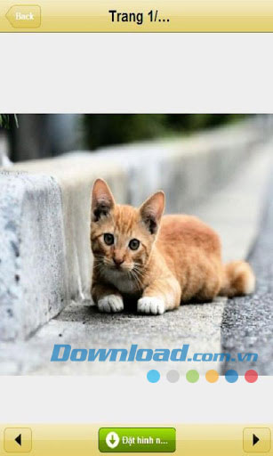 Hình nền thú cưng for Android
