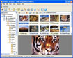 NConvert (32-bit)