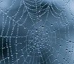 Webs & Waterdrops theme