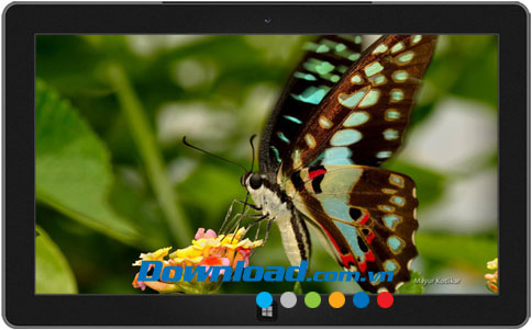 Butterflies of Nagpur theme