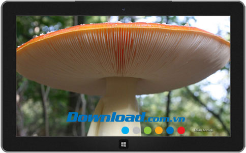 Mushrooms theme