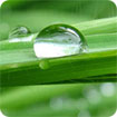 Raindrops and Dew theme
