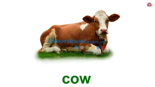 Học từ vựng qua hình ảnh minh họa trực quan