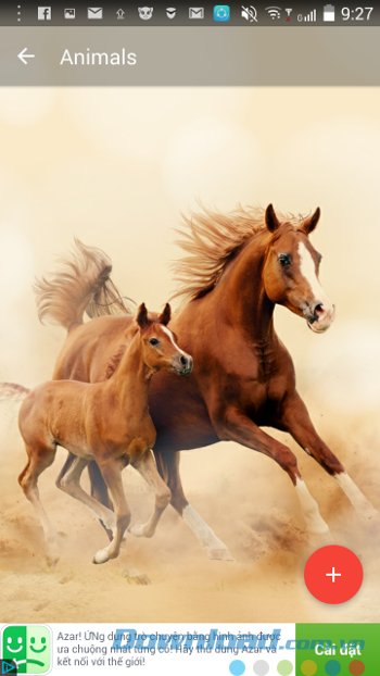 Ringtones & Wallpapers for Me với hình nền động vật 