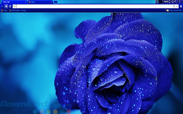 Bông hồng xanh của Blue Rose cho Chrome