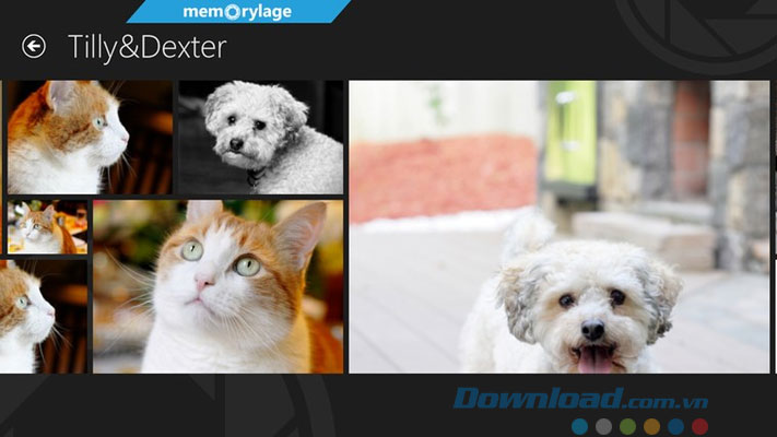 Tạo ảnh ghép cho thú cưng