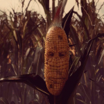 Maize