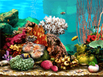 Living Marine Aquarium 2