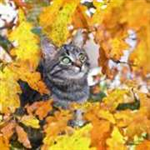 Animals in Autumn