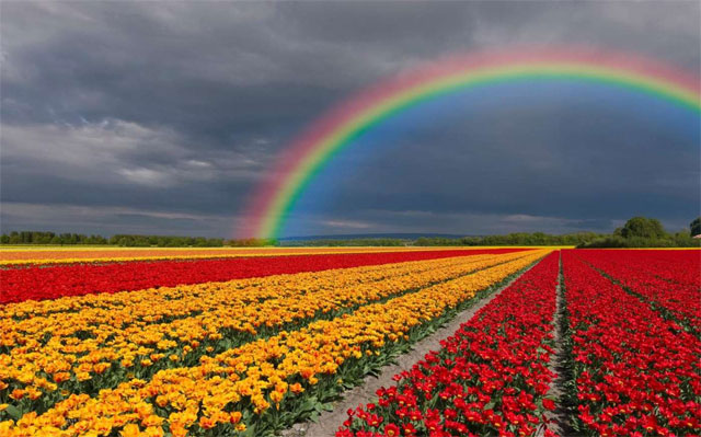 Ứng dụng hình nền hoa Fields of Flowers