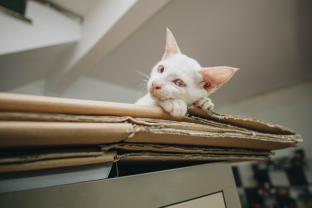 Bộ sưu tập hình nền dễ thương